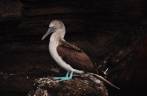 O famoso blue footed boobie, um dos símpolos de Galápagos, em Rocca Redonda, na Isla Isabel